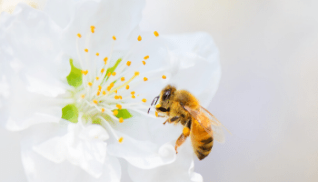 penile enlargement apitherapy