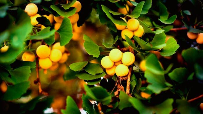 Ginkgo biloba is a stimulant of penis growth