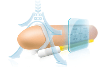 The principle of operation of the extender for the extension of the phallus in length